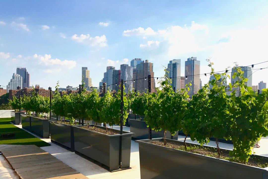 New Yorkers Relax at World’s First Rooftop Vineyard and Winery
