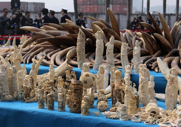 Chinese Customs Officials Seize Millions Worth of Smuggled Animal Parts