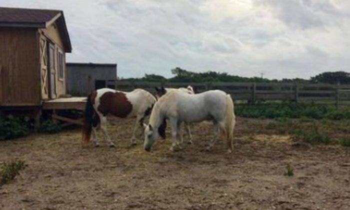 Outer Banks Wild Horses Survive Hurricane Florence
