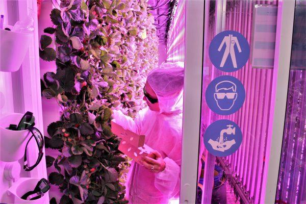 Inside one a “cooltainer” close to Bercy in Paris, where the start-up Agricool grow strawberries (Alexia Luquet/Special to The Epoch Times)