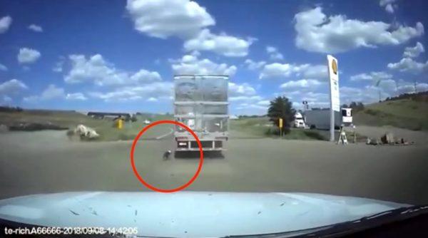 The YCSO volunteer chases after the tractor-trailer driver, as the dog is pulled along. (Screengrab via YCSO)