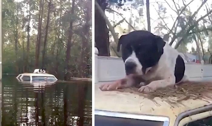 Animal Rescuer Braves North Carolina Floods to Save Stranded Dogs