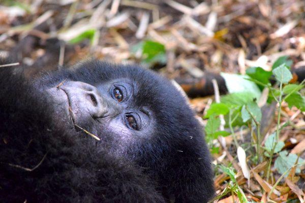 A young gorilla from the Sabyinyo family. This group wanders around the bamboo forest of the lower slopes of Mount Sabyinyo, a Kinyarwanda word that means “old man’s teeth.” (Giannella M. Garrett)