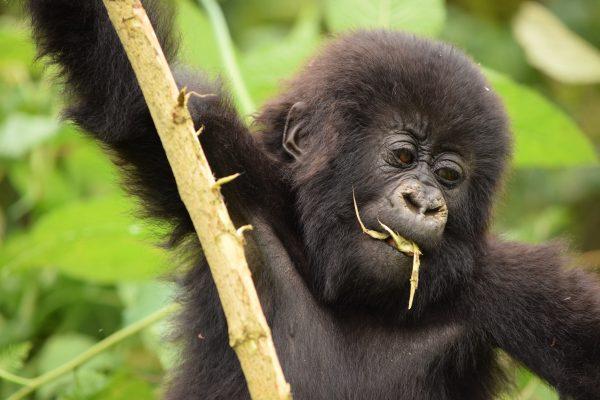A baby gorilla climbed up a tall bamboo stalk, grabbing a vine with nimble fingers and prehensile toes. I envied his thick, leathery soles. (Giannella M. Garrett)