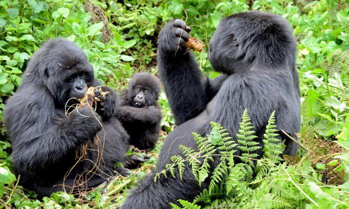 Bootless in Rwanda: Trekking Mountain Gorillas