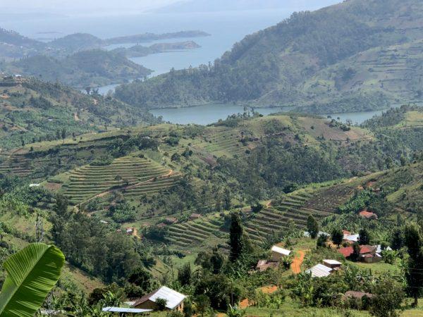 Following Lake Kivu south from Volcanoes National Park offers up a glorious ride through rolling hills that contain a mosaic of tea plantations and fertile fields of sugarcane, bananas, green peas, and coffee. (Giannella M. Garrett)