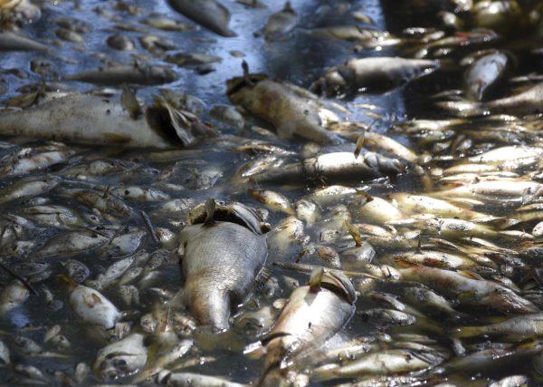 Dead fish lie around the edges of Greenfield Lake in Wilmington N.C., on Sept. 23, 2018. The fish began dying following the landfall of Hurricane Florence but no official explanation has been given by the N.C. Department of Environmental Quality. (Matt Born/The Star-News via AP)