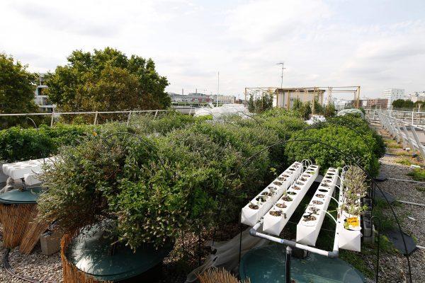 Vegetables and aromatic herbs being grown on the rooftop of a building owned by French public transport group RATP, as part of a rooftop farming project by urban farming start-up Aeromate in Paris on Aug. 24, 2017. (Benjamin Cremel/AFP/Getty Images)