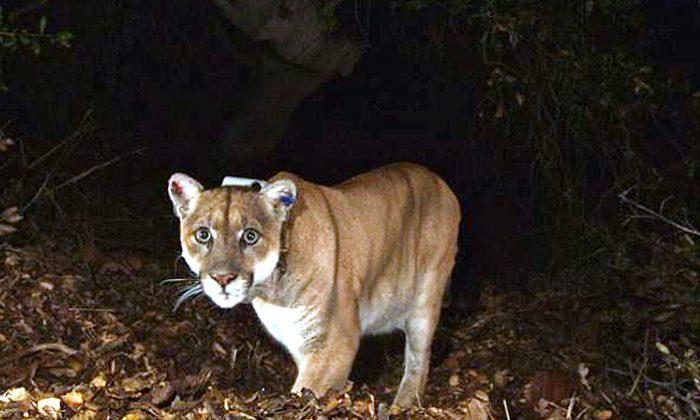 Exam Finds Famed LA Mountain Lion May Have Been Hit by Car