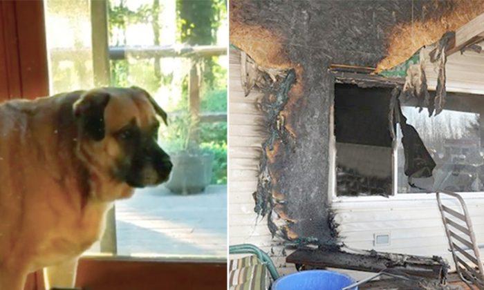 Two months after a tragic house fire, dog finds missing ‘family member’ under the floorboards
