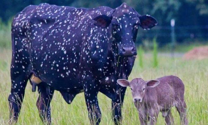 Mama Cow Gains Attention for Her Truly Unique ‘Outer Space’ Looks