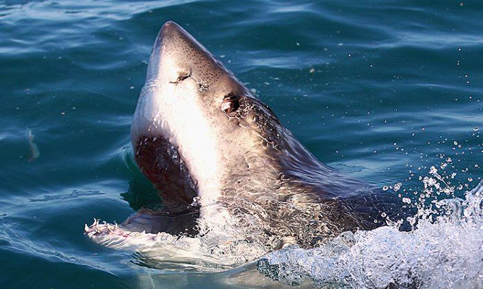 Mysterious Great White Shark Death Solved, California Man Convicted