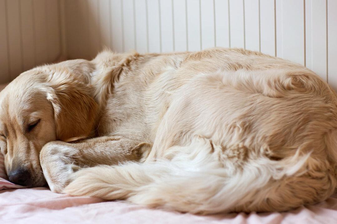 Golden Retriever Goes Into Labor. Owners Thrilled to See Pups That Looked Like ‘Little Cows’