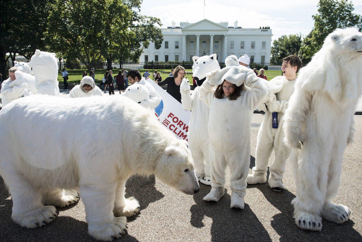 Activists remove polar bear costumes on Pennsylvania Avenue in front of the White House after a protest in Washington on Sept. 26, 2013. The polar bear has become a symbol of concerns about global warming. (BRENDAN SMIALOWSKI/AFP/Getty Images)