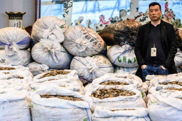 A customs officer stands in front of sacks of seized endangered pangolin scales during a press conference at the Kwai Chung Customhouse Cargo Examination Compound in Hong Kong on Feb. 1, 2019. (Anthony Wallace/AFP/Getty Images)