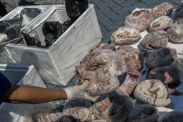 Indonesian customs officials display the seized shipment of 1,390 kilograms of frozen pangolin bound for Singapore (Juni Kriswanto/AFP/Getty Images)