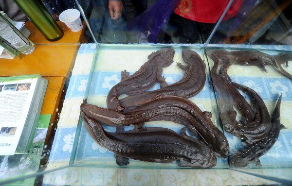 Chinese giant salamanders on display at a food festival in Zhangjiajie, central China's Hunan Province. (STR/AFP/Getty Images)