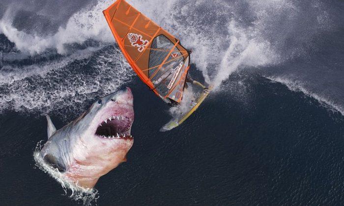 Inches Away From Being Devoured, Photographer Captures Frightening Pictures of Great White Shark