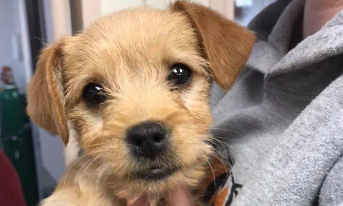 6-Pound Puppy Dies After Eating Almost 50 Short Ribs