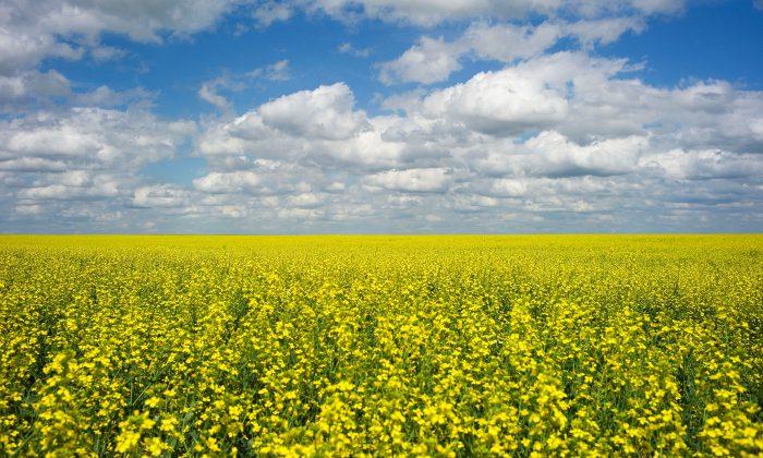 China Widens Ban on Canadian Canola Imports to Second Firm, Viterra