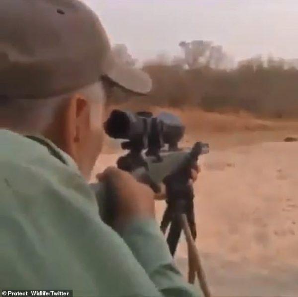 In a still from the video, the hunter is seen taking aim at the unsuspecting lion. (@Protect_Wildlife/Twitter)