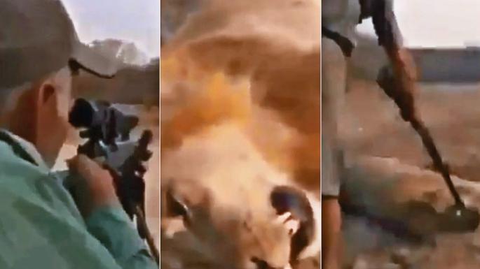 Outrage Erupts Over Footage of Trophy Hunter Shooting a Sleeping Lion