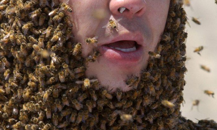 Man Dies After Being Attacked by a Swarm of Bees, Found Covered in Hordes in Front Yard
