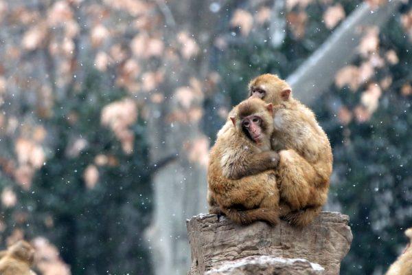 ZHENGZHOU, CHINA - JANUARY 27: Rhesus monkeys hug with each other in the snow at Zhengzhou Zoo on January 27, 2018 in Zhengzhou, Henan Province of China. (Photo by VCG/VCG via Getty Images)
