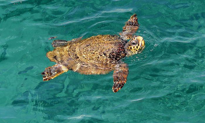 Sea Turtle Returns to Nesting Beach to Lay Eggs, but Finds an Airstrip Instead