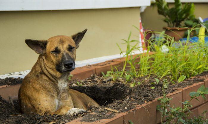 Homeless Dog Dug a Hole in a Grave, Appears to Be Protecting a ‘Secret’—Take a Closer Look