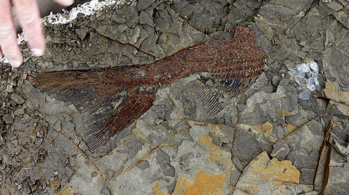 “A partially exposed, perfectly preserved 65-million-year-old fish from the Tanis deposit” (Photo courtesy of Robert DePalma/University of Kansas)