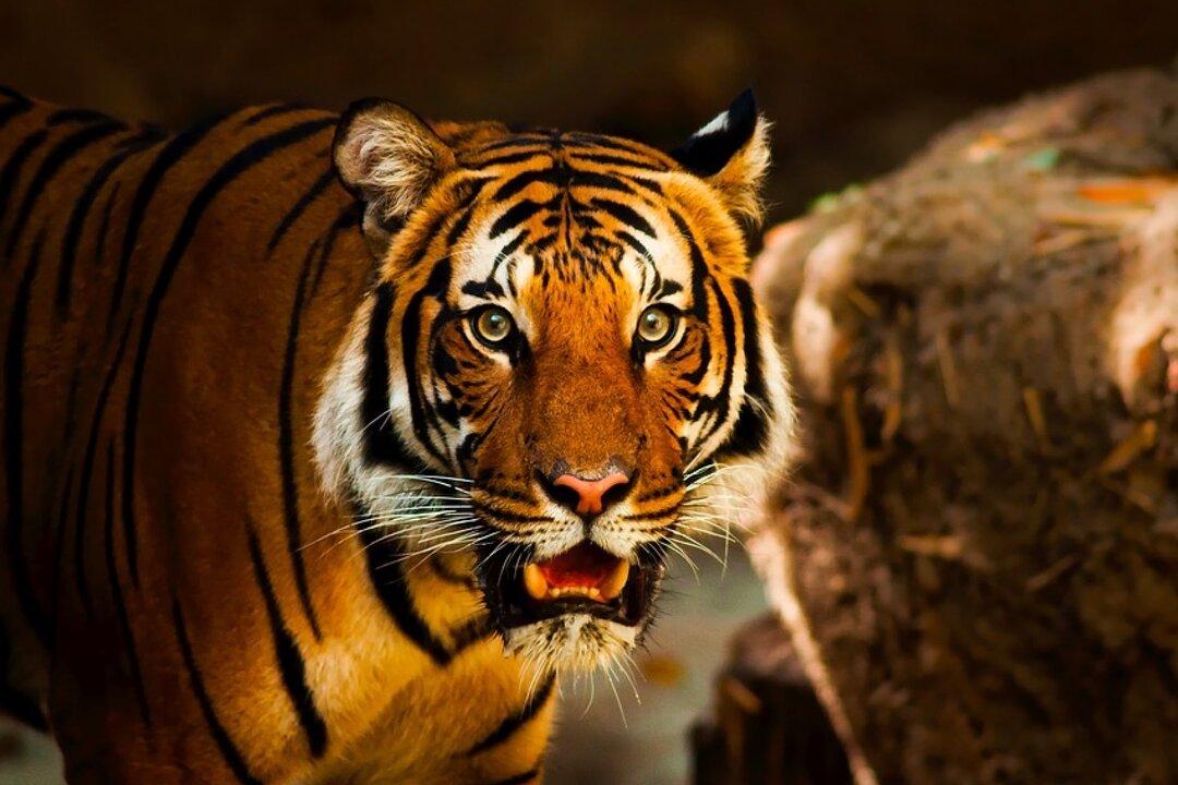 4 Poachers Hunting Tigers and Dolphins Killed in Shootout by Police