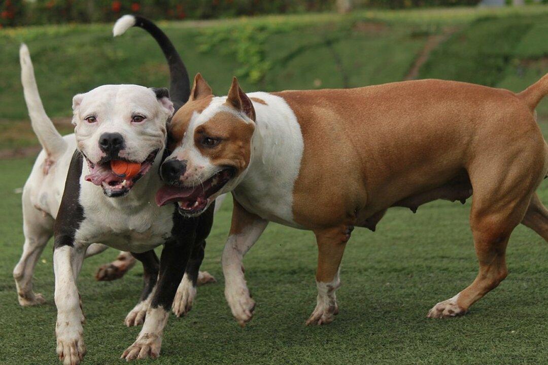 4 Pit Bulls ‘Running Wild’ Attack Woman and Dog During Walk, Owner Faces Multiple Fines