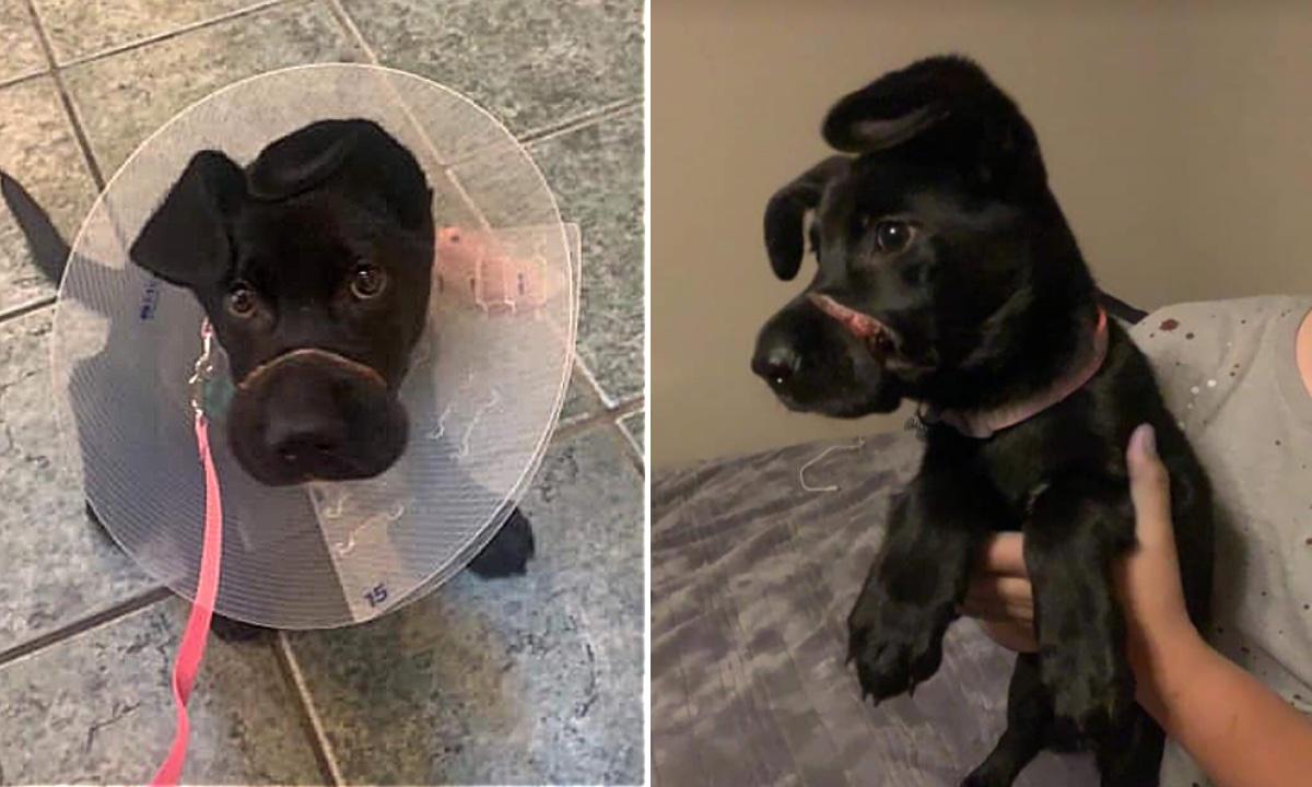 Woman Accused of Binding 3-Month-Old Pup’s Mouth for Barking Faces Felony Charges