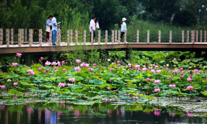Tourists Break Into Eco-Park, Steal Bundles of the Main Attraction: Lotus Flowers
