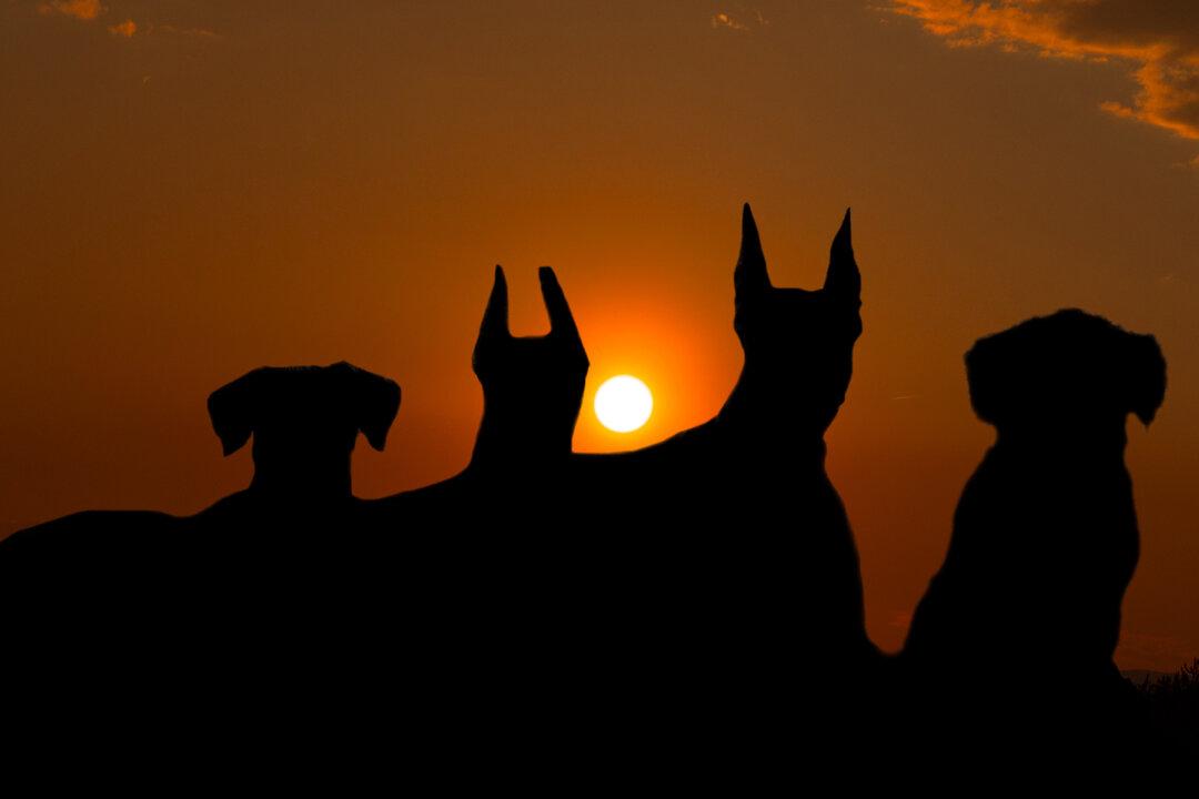 Man Asks His 4 Dogs on Way to Park ‘Where We Going,’ Their Epic Response Is Hilarious