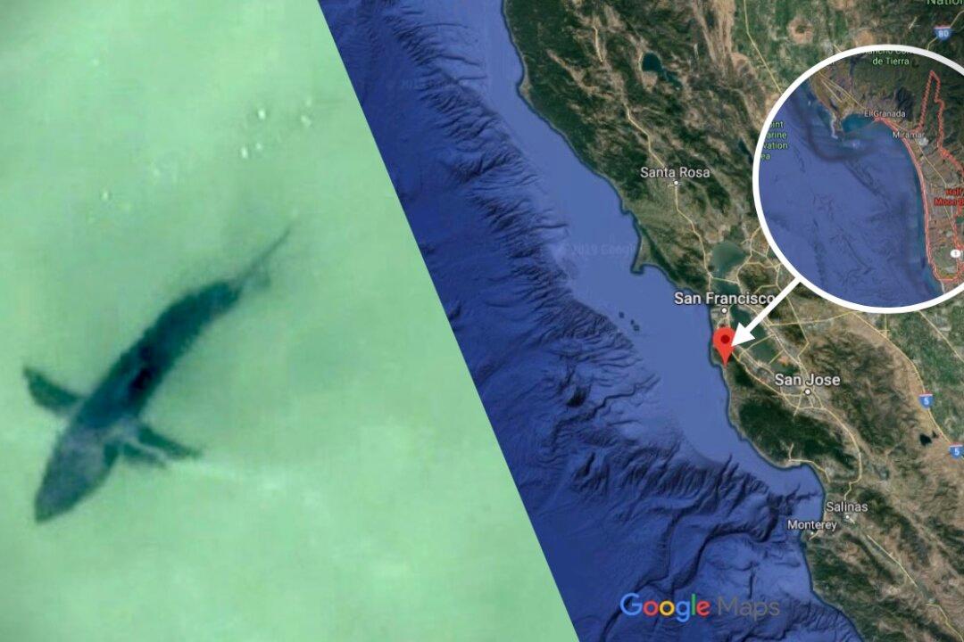 Great White Sharks Spotted Off California’s Half Moon Bay, Sparking Warning