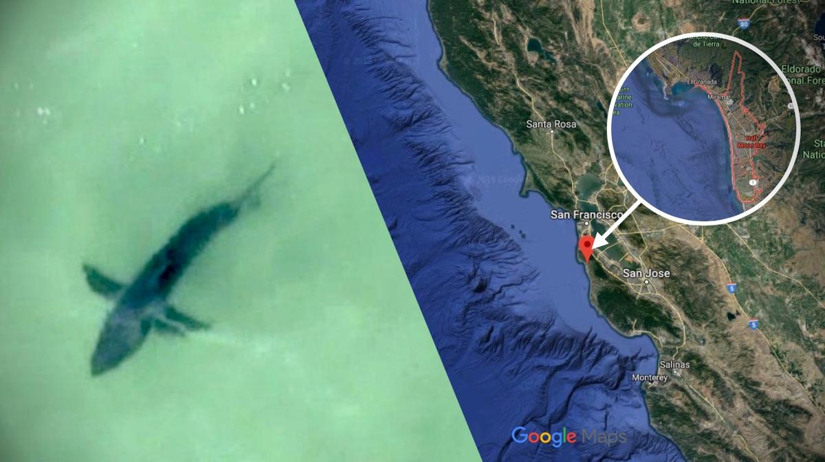 Great White Sharks Spotted Off California’s Half Moon Bay, Sparking Warning