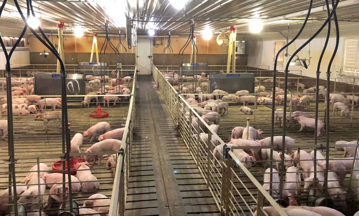 Hogs are seen inside pens at a barn in Mike Paustian's farm in Walcott, Iowa, U.S. on May 17, 2019. (Tom Polansek/Reuters)