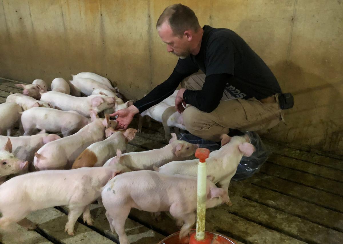 Hog farmer Mike Paustian interacts with some of his piglets in his farm in Walcott, Iowa, U.S. on May 17, 2019. (Tom Polansek/Reuters)
