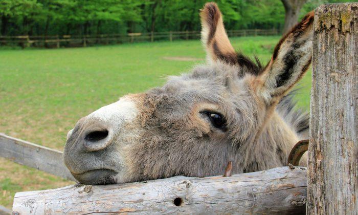 Abused Donkey’s Life Was on the Line, Until 12,000 Animal Lovers Sign PETITION to Save Him