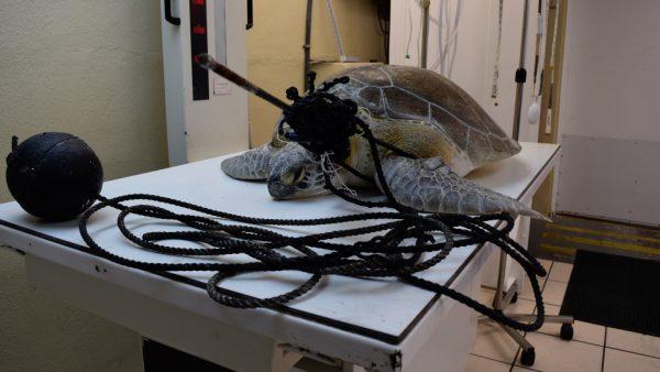 A green sea turtle was found with a 3-foot-long spear in its neck near Key Largo in Marathon, Florida, on Sept. 7, 2019. (Turtle Hospital)