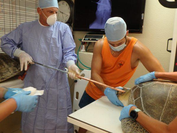 A green sea turtle was found with a 3-foot-long spear in its neck near Key Largo in Marathon, Florida, on Sept. 7, 2019. (Turtle Hospital)