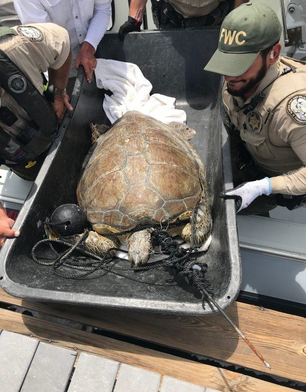 A green sea turtle named Splinter was found with a 3-foot-long spear in its neck near Key Largo in Marathon, Florida, on Sept. 7, 2019 (Turtle Hospital)