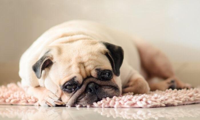 10 Things Your Dog Really Wants You to Know