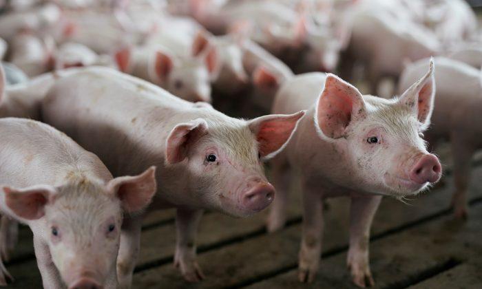 China Reshapes Global Meat Markets as African Swine Fever Rages