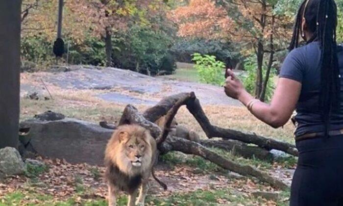 Woman Who Taunted Lion Inside Zoo Den Is Identified: Report