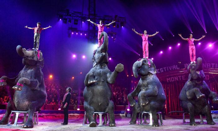 Denmark Buys Nation’s Last 4 Circus Elephants to Help Them Retire Early