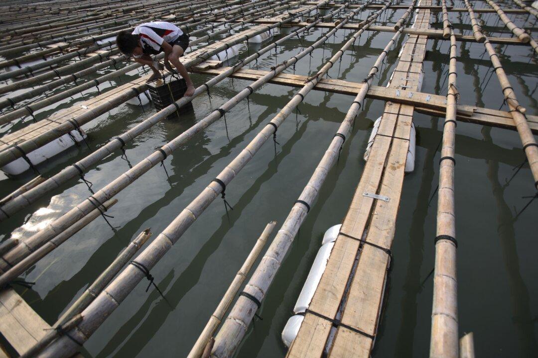 Chinese Abalone Farmers Suffer Huge Losses