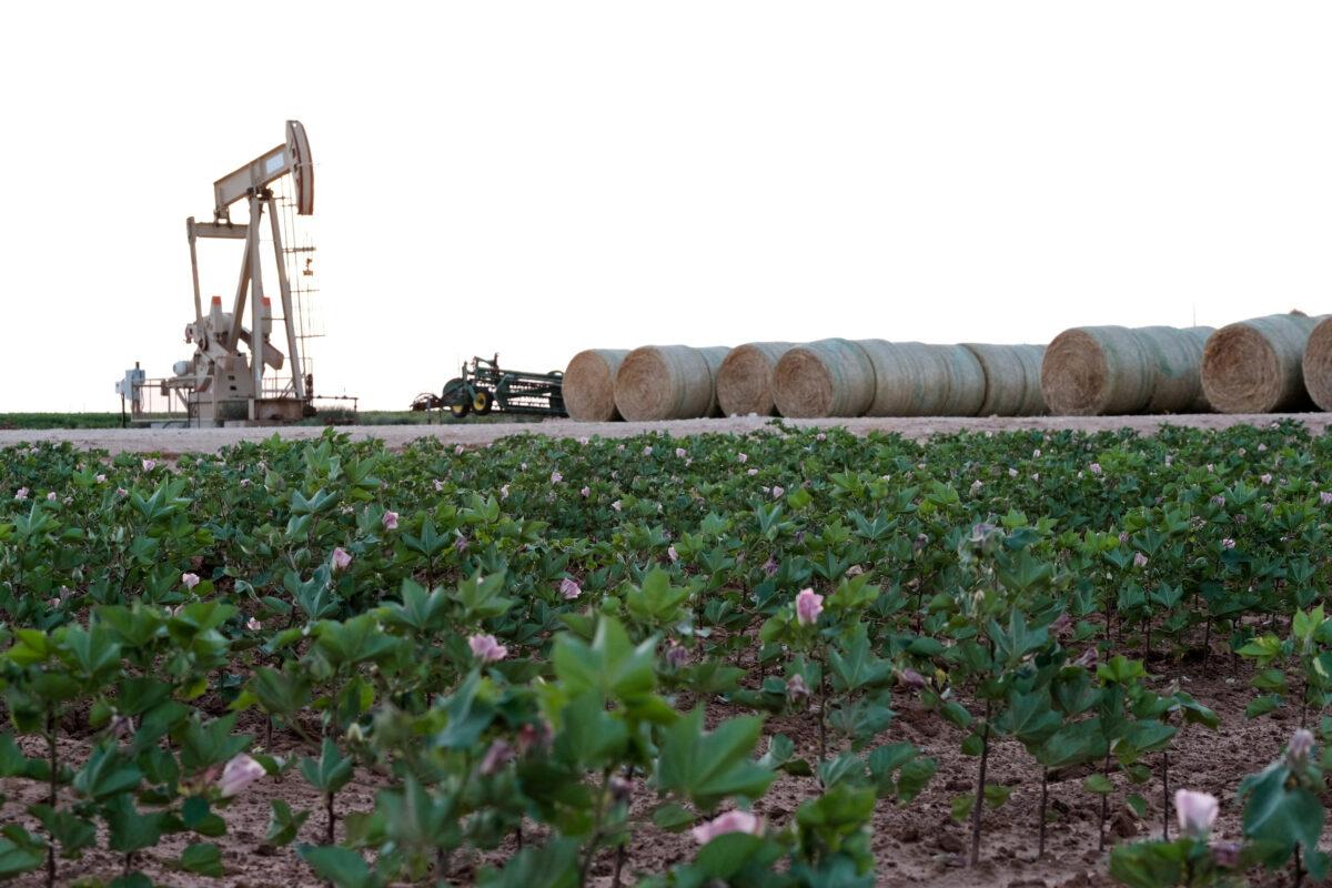 Oil pump jacks work at sunset near Midland, Texas, U.S., on Aug. 21, 2019. (Reuters/Jessica Lutz/File Photo)